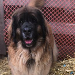 Leonberger All Grown Up from Dunderave Kennel