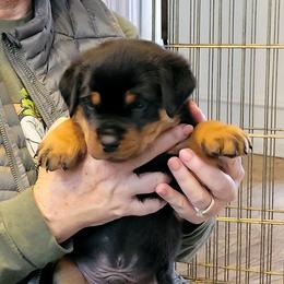 Boy 3 - Black and mahogany male Rottweiler puppy in Snohomish, Washington from Sky Valley Rottweilers