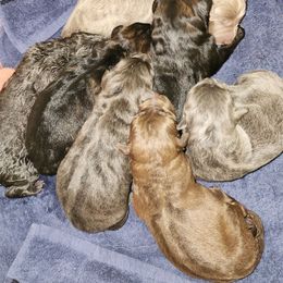 Bane - Blue male German Shepherd puppy in Los Lunas, New Mexico from Mali's German Shepherds