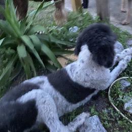 Panda - Poodle