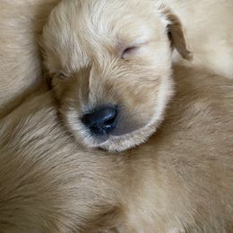 Golden Retriever Puppies from Hearth & Homestead