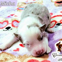 Micha - Red merle male Miniature Australian Shepherd puppy in Punta Gorda, Florida from Christie's Creekside Aussies