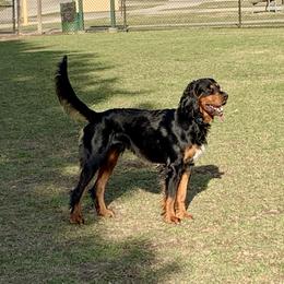 Gordy - Gordon Setter