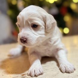 Bingo (yellow) - female Golden Mountain Doodle puppy in Twin Falls, Idaho from Magic Valley Family Doodles
