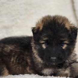 Yellow Collar - Sable German Shepherd puppy in Deer Park, Alabama from Von Richardson Elite German Shepherds