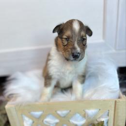 Mike - Sable male Collie puppy in Chilhowie, Virginia from Jolly Collies