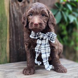 Mesa - Chocolate female Goldendoodle puppy in Centreville, Mississippi from Trin's Designer Doodles