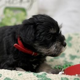 Red Collar - Black and silver male Miniature Schnauzer puppy in Teton County, Montana from East Front Labradors & Treasure State Schnauzers