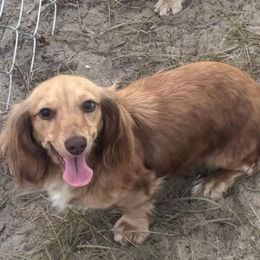 Bebe - Dachshund