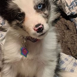 Border Collie Puppies from Cascade Sun Kennels