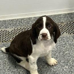 Teddy - Liver and white male English Springer Spaniel puppy in Monticello, Minnesota from Coteau Springers