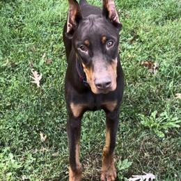 Diesel - Red and rust male Doberman Pinscher puppy in Centralia, Missouri from TopSpots Farm
