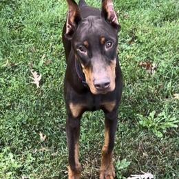 Diesel - Red and rust male Doberman Pinscher puppy in Centralia, Missouri from TopSpots Farm