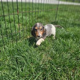 Dachshund and Pomeranian Puppies from Dachs and Poms