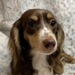 Peaches - Dachshund