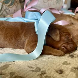Boy 3 - male Goldendoodle puppy in Grand Blanc, Michigan from Perry Farm Doodles
