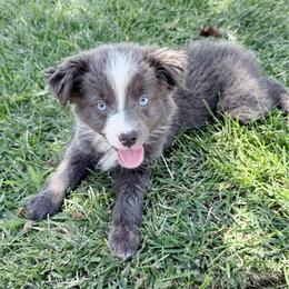 June - Black & white female Miniature Australian Shepherd puppy in California from Eagle River Aussies
