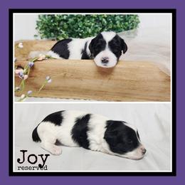 Joy - Black and white female Schnoodle puppy in Lebanon, Missouri from Cedar Glades Canines