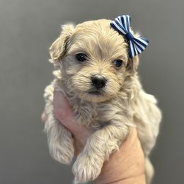 Fozzy - Champagne male Maltipoo puppy in Newport Beach, California from Exotic City Pomeranians and chihuahuas