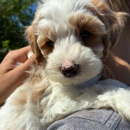 Happy - Brown and white male Cockapoo puppy in Adrian, Oregon from ApplebyFarm