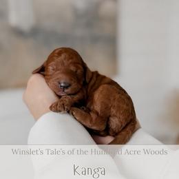 Kanga - Red  female Goldendoodle puppy in Roanoke Rapids, North Carolina from Sweeter than Honey Doodles
