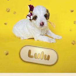 Lulu - Parti female Goldendoodle puppy in American Fork, Utah from Kym’s Micro Mini Goldendoodles