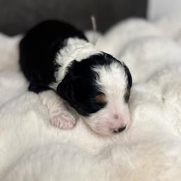 Mr. Grey - Black tri-color male Aussiedoodle puppy in San Antonio, Texas from Lovable Doodles SA