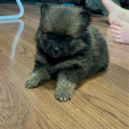Pringle - Red sable male Pomeranian puppy in Clinton, Tennessee from Liza’s Aussies & Poms