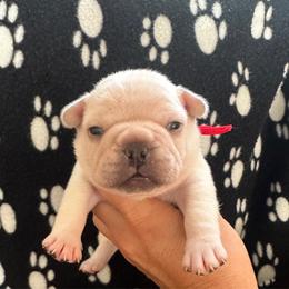 Sam - Cream male French Bulldog puppy in Daviess County, Kentucky from Blissful Euro Boxers, Dobermans & French Bull Dogs