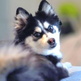 Fee-yah - Pomsky