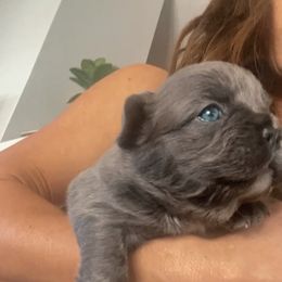 French Bulldog Puppies from Beachtown Fluffy’s