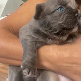 French Bulldog Puppies from Beachtown Fluffy’s
