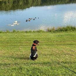 Blue - German Shorthaired Pointer