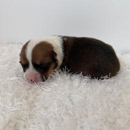 Oakley - Red female Pembroke Welsh Corgi puppy in Hillsville, Virginia from Bonderosa Kennels