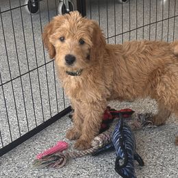 Green Collar - Caramel red Labradoodle puppy in Visalia, California from Junebug’s Labradoodles