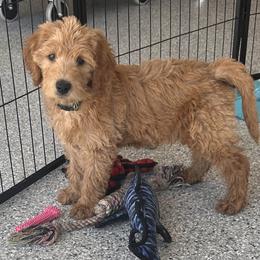 Green Collar - Caramel red Labradoodle puppy in Visalia, California from Junebug’s Labradoodles