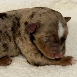 Enzo - Red merle male Miniature Australian Shepherd puppy in Bogata, Texas from Maple Creek Run