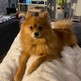 Pomeranian All Grown Up from Adita May's Pomeranians