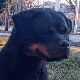 Kia - Rottweiler