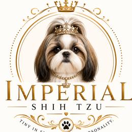 Shih Tzu puppies from Imperial Shih Tzu