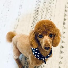 Silas - Apricot male Poodle puppy in Cedartown, Georgia from Ferguson Border Collies