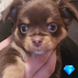 Rottie Boy - Chocolate and tan male Chihuahua puppy in Jeffersonville, Indiana from The Joyful World of Chihuahuas
