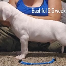 Bashful - White male Dogo Argentino puppy in Bear River City, Utah from Valkka Kennels