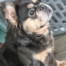 French Bulldogs and Yorkshire Terriers from Yorkiesllc