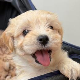Valentin - White male Havanese puppy in Cadwell, Georgia from Hashtag Havenese