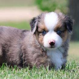 Teddy - Blue merle male Toy Australian Shepherd puppy in Laurel, Nebraska from 4C Toy Aussies
