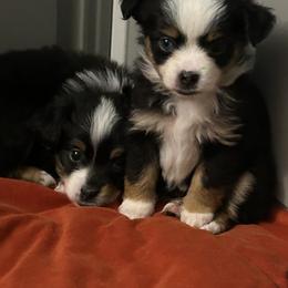 Miniature Australian Shepherd Puppies from Grace River Aussies