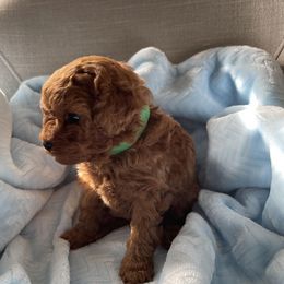 Poodle Puppies from Pups and Paws Toy Poodles