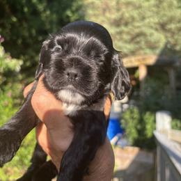Girl 1 - Black female Cocker Spaniel puppy in Sautee Nacoochee, Georgia from Candy's Cockers