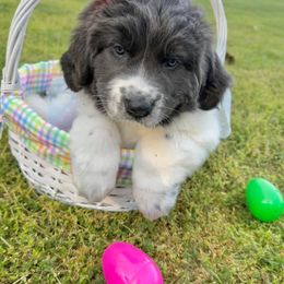 Newfoundland, Newfypoo, and Sheepadoodle Puppies from Sweet Creek Pups